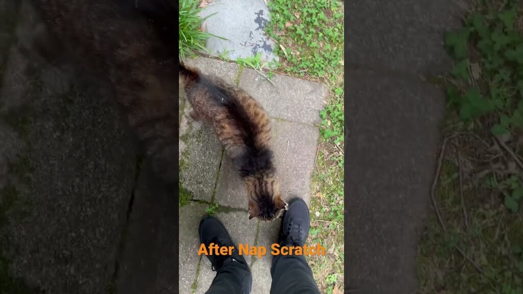 New video by Realzies Cuts: Fuzzilla after Nap Scratch #fuzzilla #happycats ##blessed  May 18, 2023 at 06:44PM