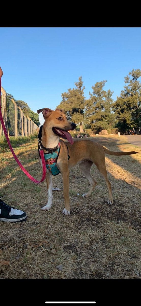 Pedido de difusión:
Cachorrona de 11 meses busca tránsito/adopción urgente, fue rescatada de la calle pero ya no pueden tenerla, por favor difundir 🙌🏻
Para ➕ info  el Contacto es: 1169365810