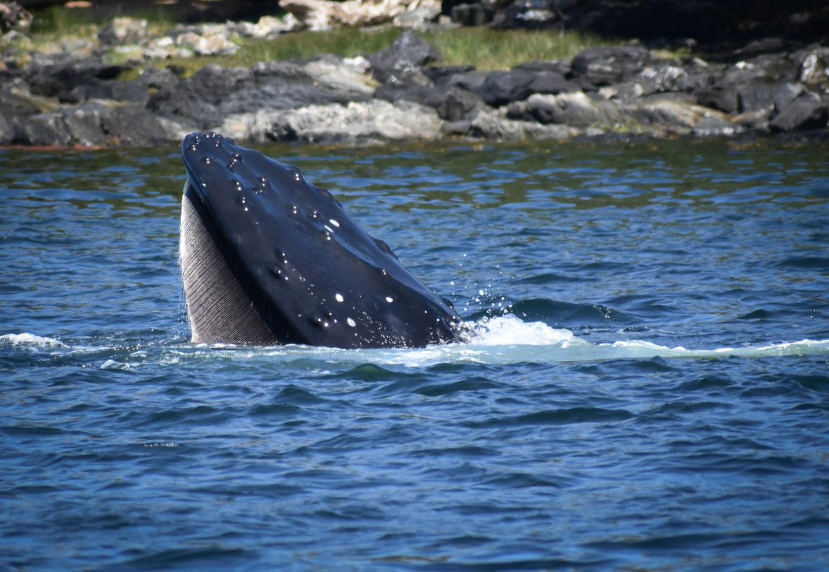 Went on a little boat tour today and this particular whale had a lot to show! 🐋 #alaska #tour #whale #humpbackwhale #adventure #explore #travel #cruise #alaskacruise #beautiful #whalewatching