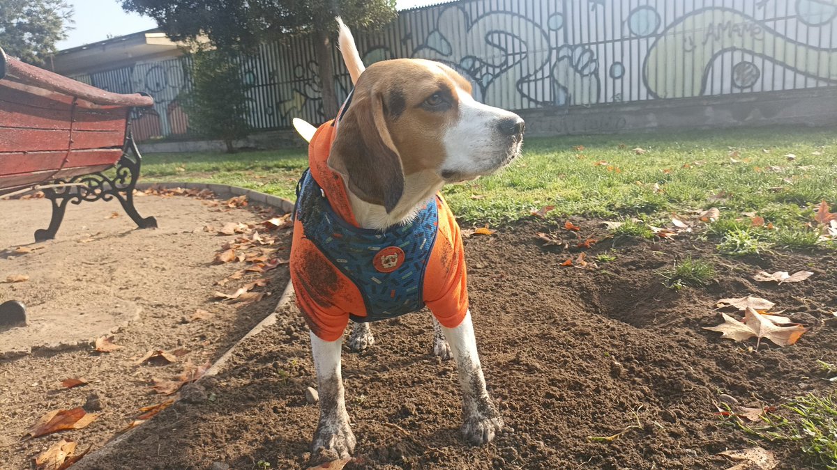 Paseando al gordo 
#chile #beagle #gordito #santiagochile
