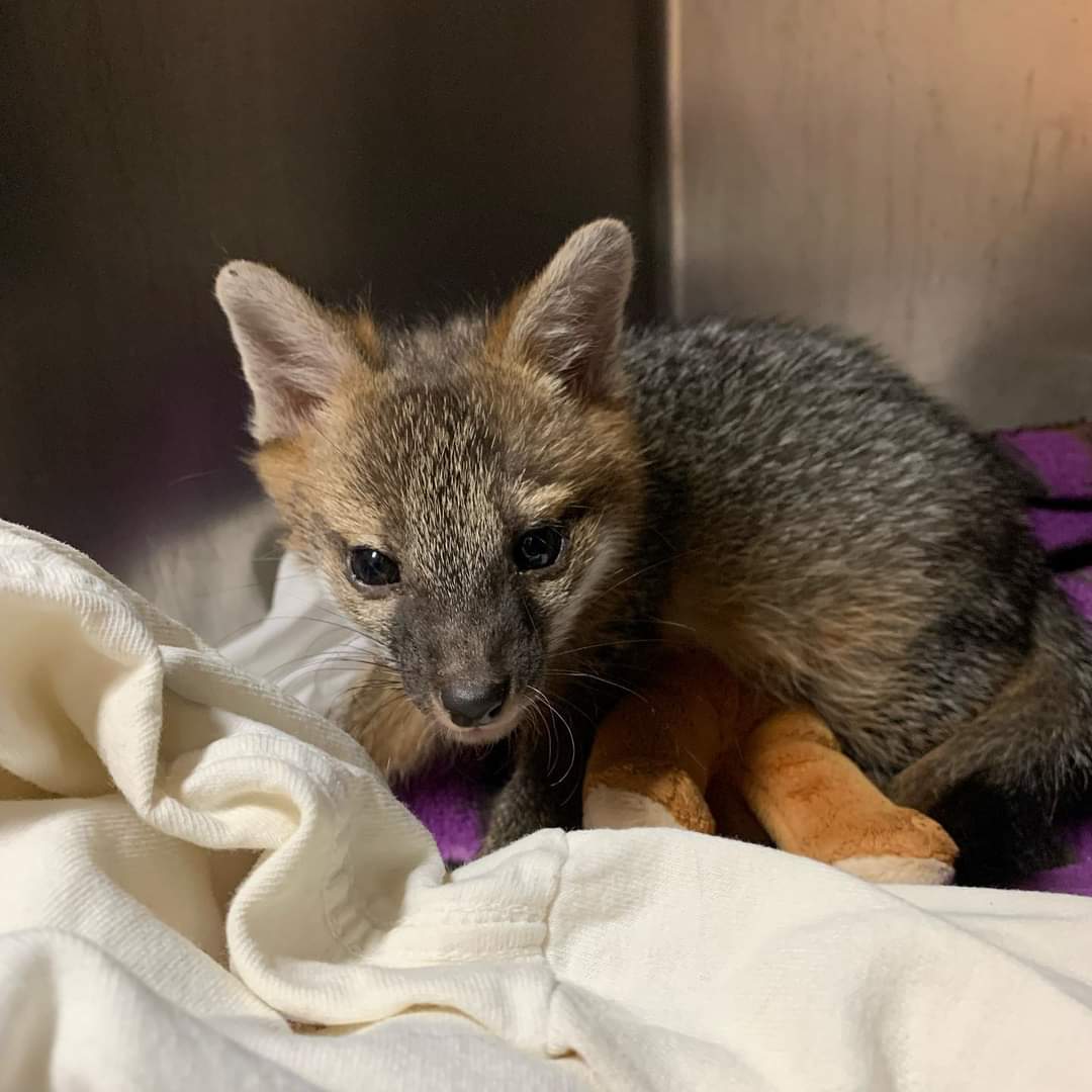 Baby Grey Fox