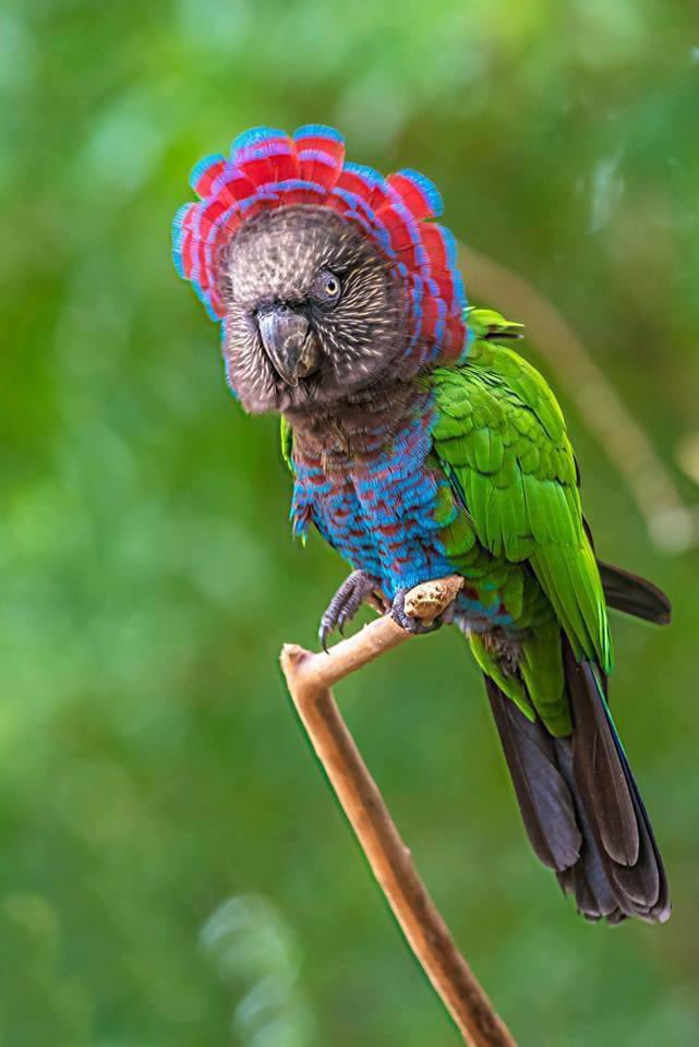 There’s a dwarf parrot that’s rocking your look. I’d speak with your agent.