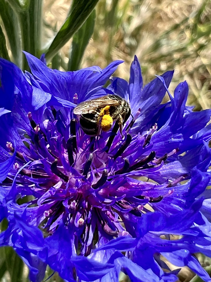 HoneyGirlGrows's tweet photo. Can anyone ID this little bee? #SouthernCalifornia Fat pollen pants on the #NativeBee amid a poppy and bachelor button field front yard. Also saw hover flies and honey bees. #Bees #MiniMeadow #GardeningTwitter https://t.co/lx4WkGT9Ff