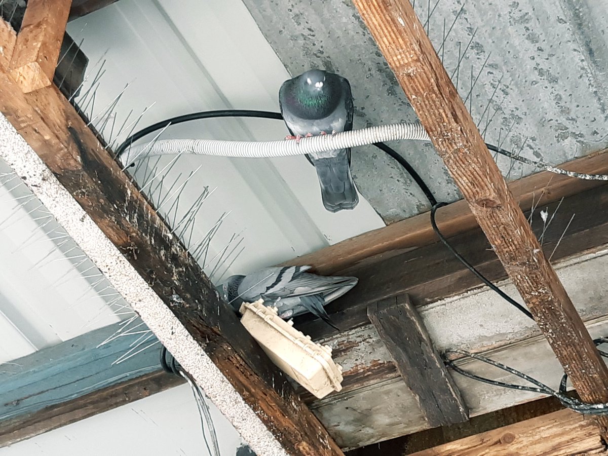 Annette Dowd on Bluesky tweet media