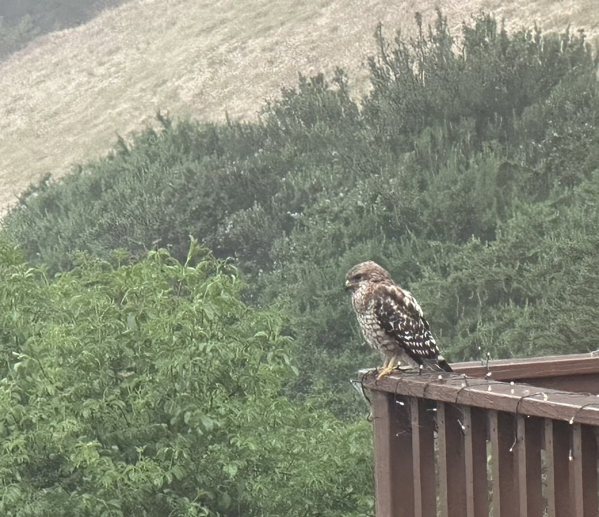 overlooknet's tweet photo. Backyard nature close up.
#hawk #birdsofprey #BirdsOfTwitter #wingspan #birding #birdlovers #santacruzcounty #montereybay #corralitos #featheredfriends #raptor #birdwatching #birdphotography #eyesinthesky #birdsofnorthamerica #birdsofcalifornia #birdsoftheworld #hawklove #NaturePhotography #wildlife