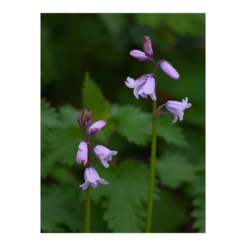 Pinkbells?
______

#today #todayis #diary #calendar #photooftheday #lockdownproject

#nature #naturephotography #flower #flowerphotography #pink #bluebells #surrey #uk

#panasonic #lumix70300mm #lumixs1 #lumixuk #ShotOnLUMIX #raw_flowers instagr.am/p/CsZ0CvmqrB1/