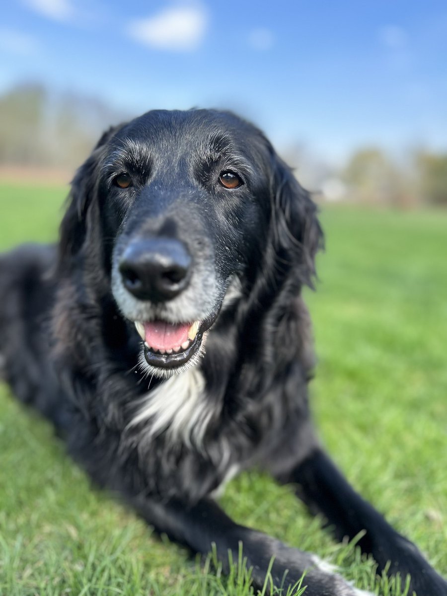 Re2thomp's tweet photo. @Zoetis cannot say thank you enough for #Librela in 🇨🇦noticeable difference 1 month in for our 8 yr old border collie cross. This is life-changing and will hold off or prevent a hip replacement for our active girl with degenerative arthritis. Thank you ❤️ https://t.co/Pv1KvGOKA8