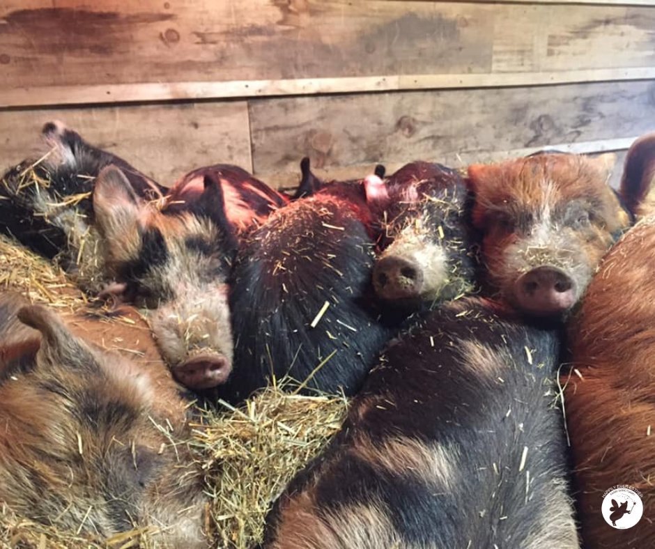 Fiona's piglets sleeping were the most adorable piggy pile.  #ThrowbackThursday #TBT
Goodnight and sweet dreams. 

#HEEFS #HappilyEverEstherFarmSanctuary