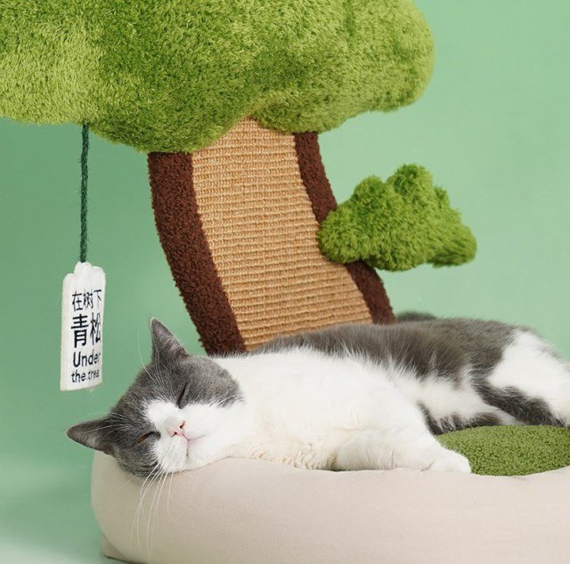 softness daily on Twitter "cat bed tree 🎀"