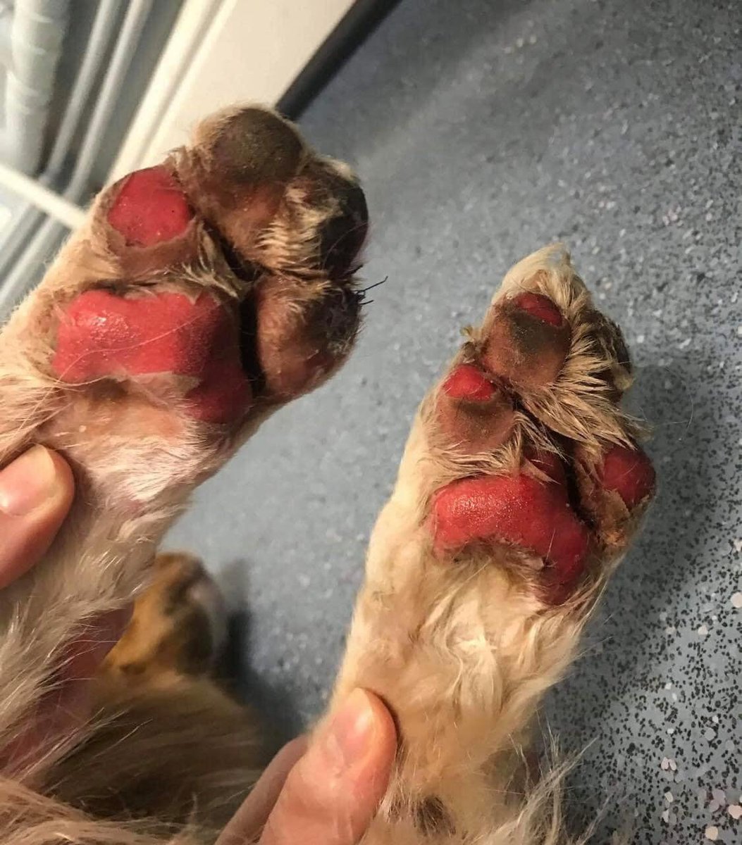 ...
Cuidado ¡Pavimento Ardiente!

Para todos los dueños de perros, es vital entender el impacto que el sol y el calor tienen en nuestras mascotas.

El asfalto o pavimento puede alcanzar temperaturas muy altas bajo condiciones de calor extremo y resultar dañino para sus patas.

En
