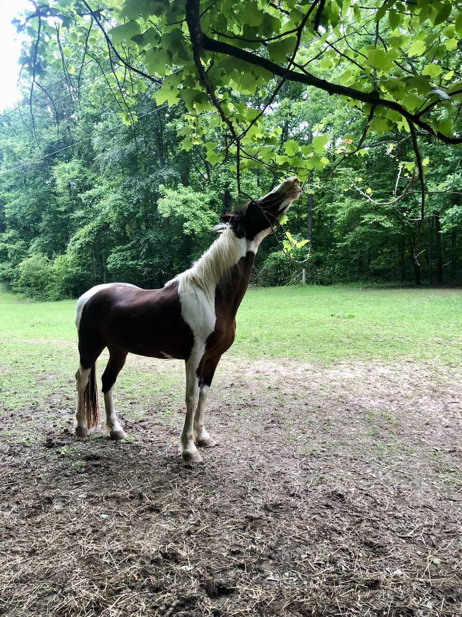 WalletTraveler's tweet photo. My horse’s version of snacking at the bar while dinner is being prepared. https://t.co/IUfFUuVuL7