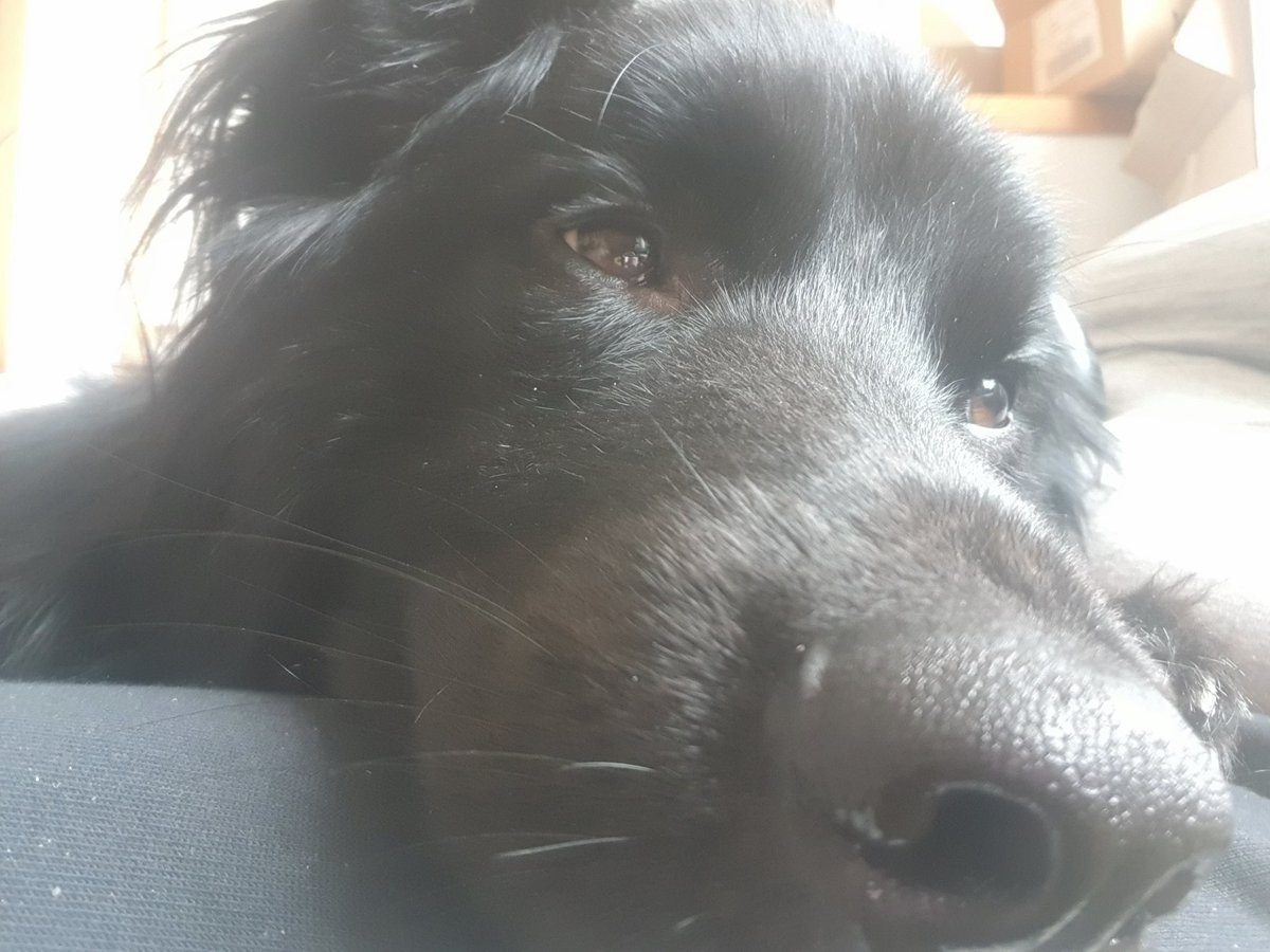 killerbunnyart's tweet photo. @CoryYee My best buddy, Kirito ❤ hes a 2yo old german shepherd Newfoundland mix and the fluffiest boi ever https://t.co/5PraZxnL9x