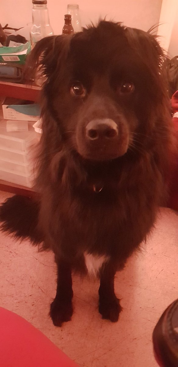 killerbunnyart's tweet photo. @CoryYee My best buddy, Kirito ❤ hes a 2yo old german shepherd Newfoundland mix and the fluffiest boi ever https://t.co/5PraZxnL9x