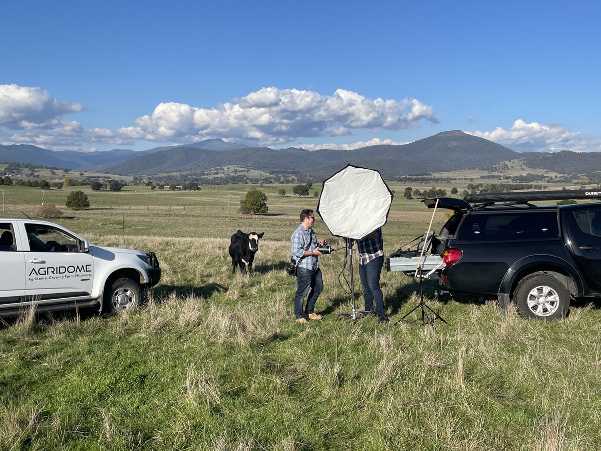 The cows are excited about the photo-shoot for MLA Feedback Magazine. Best autumn break we’ve seen but they’ll still get hay as a treat.<a href="/meatlivestock/">Meat & Livestock Australia</a> <a href="/MarkJesser/">Mark Jesser</a> Photography ⁦<a href="/VicGovAg/">Agriculture Victoria</a>⁩
