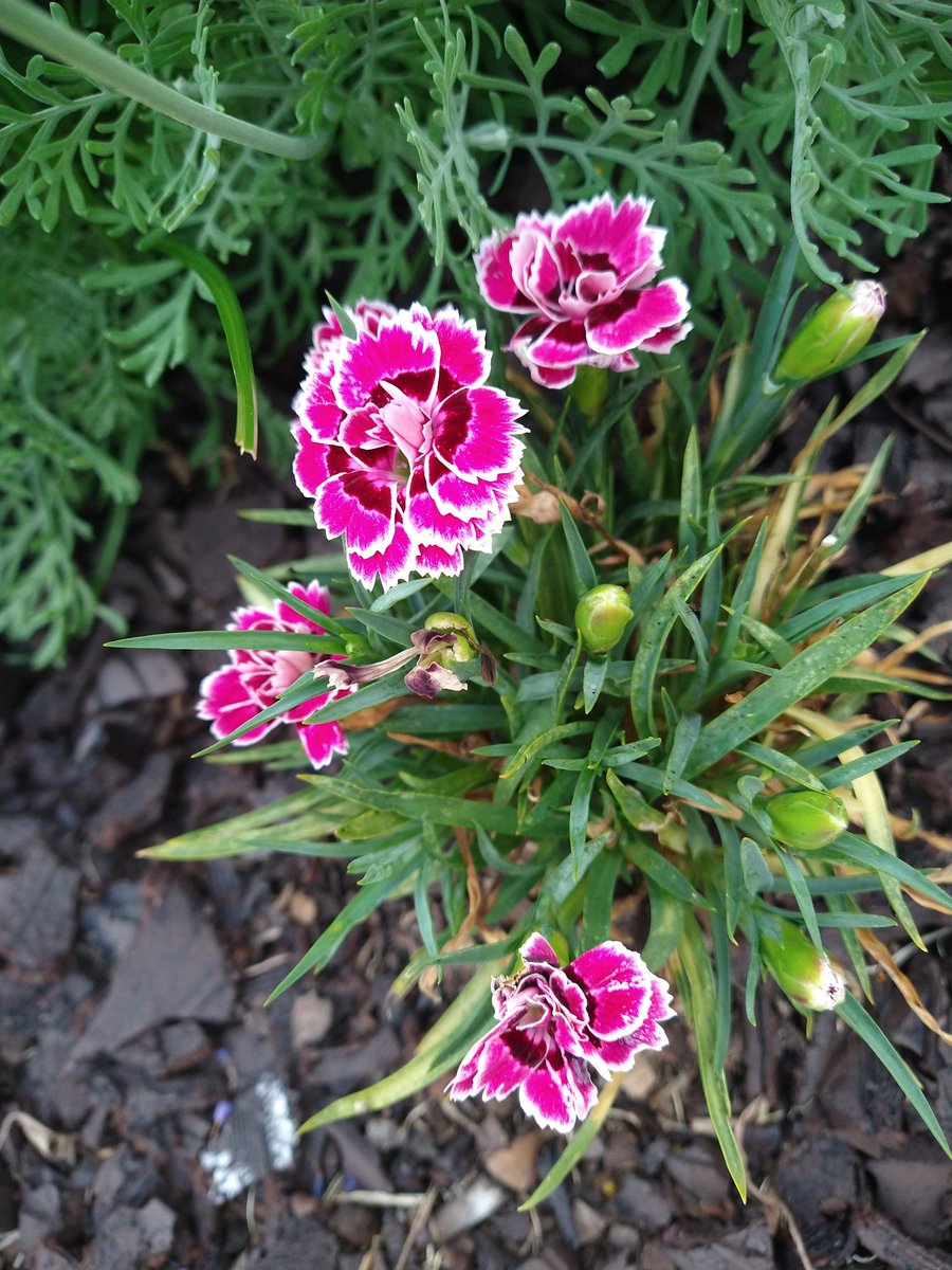 Some flower porn for you #Dianthus