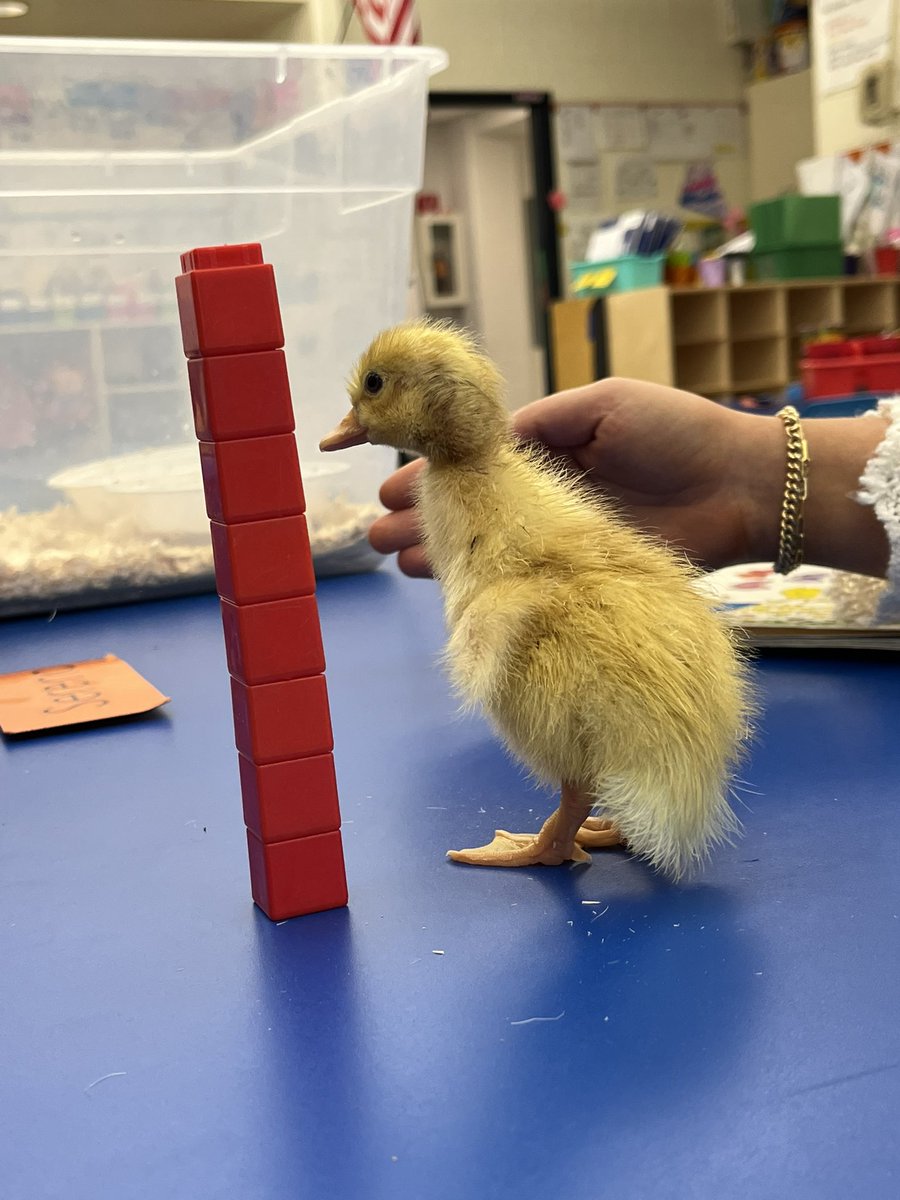 What an egg-citing week we had in kindergarten at <a href="/BurnetHillElem/">Burnet Hill School</a> ! 🐣 <a href="/Ms_Moskowitz/">Lara Moskowitz</a> <a href="/DoctorGemellaro/">Dorian Gemellaro</a> <a href="/SternLearnsLPS/">Mark Stern</a>