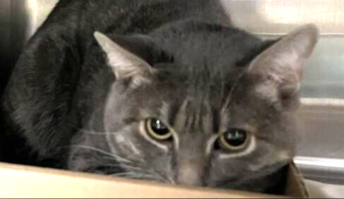 DubJH1009's tweet photo. https://t.co/5uhnS2jRw9 https://t.co/KotEfA2ZuY #Critical #Mayday #SOS #BothNeedHelp #Desperate #PleaseSaveBothNow #nyc #cats https://t.co/OwUoqyjklU