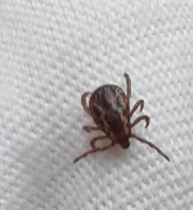John Thomas Fuhler (@fuhlerjohn) on Twitter photo #krisnewby <a href="/krisnewby/">Kris Newby</a>
Word to the wise: Avoid getting bitten. And if they tell you ticks don't drop from trees, I have a park bench where they can test the belief.
I was bitten 9 years, 6 months ago. The pain can be excruciating. Education is your best weapon.
🕷🕷🕷🕷🕷🕷 #krisnewby <a href="/krisnewby/">Kris Newby</a>
Word to the wise: Avoid getting bitten. And if they tell you ticks don't drop from trees, I have a park bench where they can test the belief.
I was bitten 9 years, 6 months ago. The pain can be excruciating. Education is your best weapon.
🕷🕷🕷🕷🕷🕷