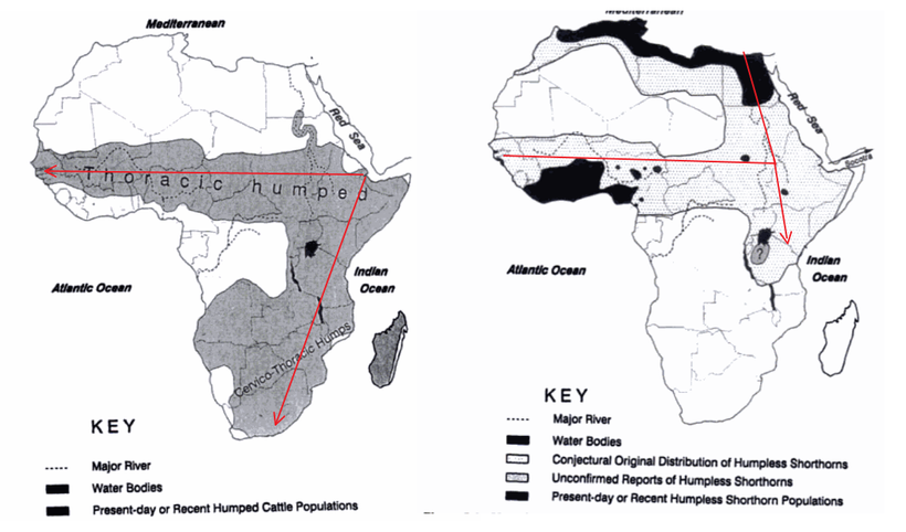 Yet another miss by geographic determinists -Islam arrived in east ...