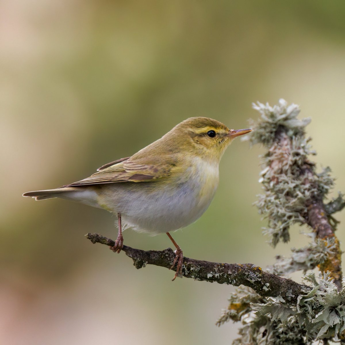 Wood warbler #Birds #Lesvos