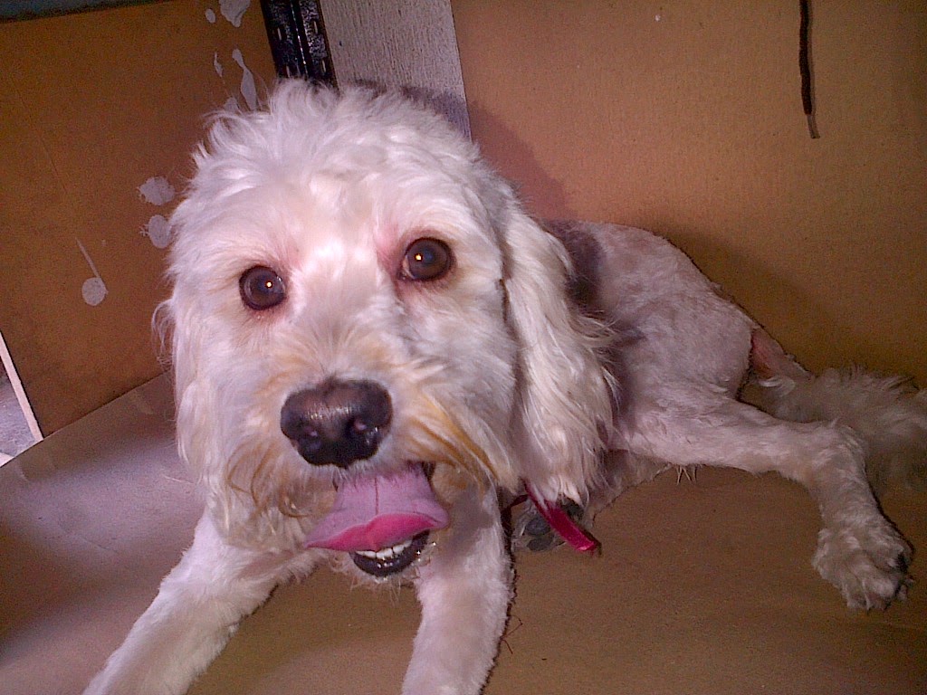 itsmeGil77's tweet photo. 10 years ago 🐶 https://t.co/baRh9rAG3g