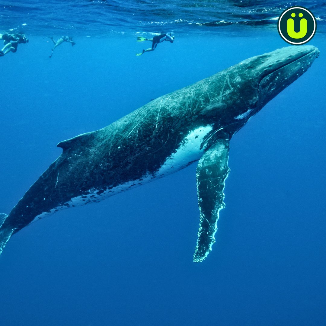 UberFacts's tweet image. The heart of a blue whale is so large that a human could swim through its arteries