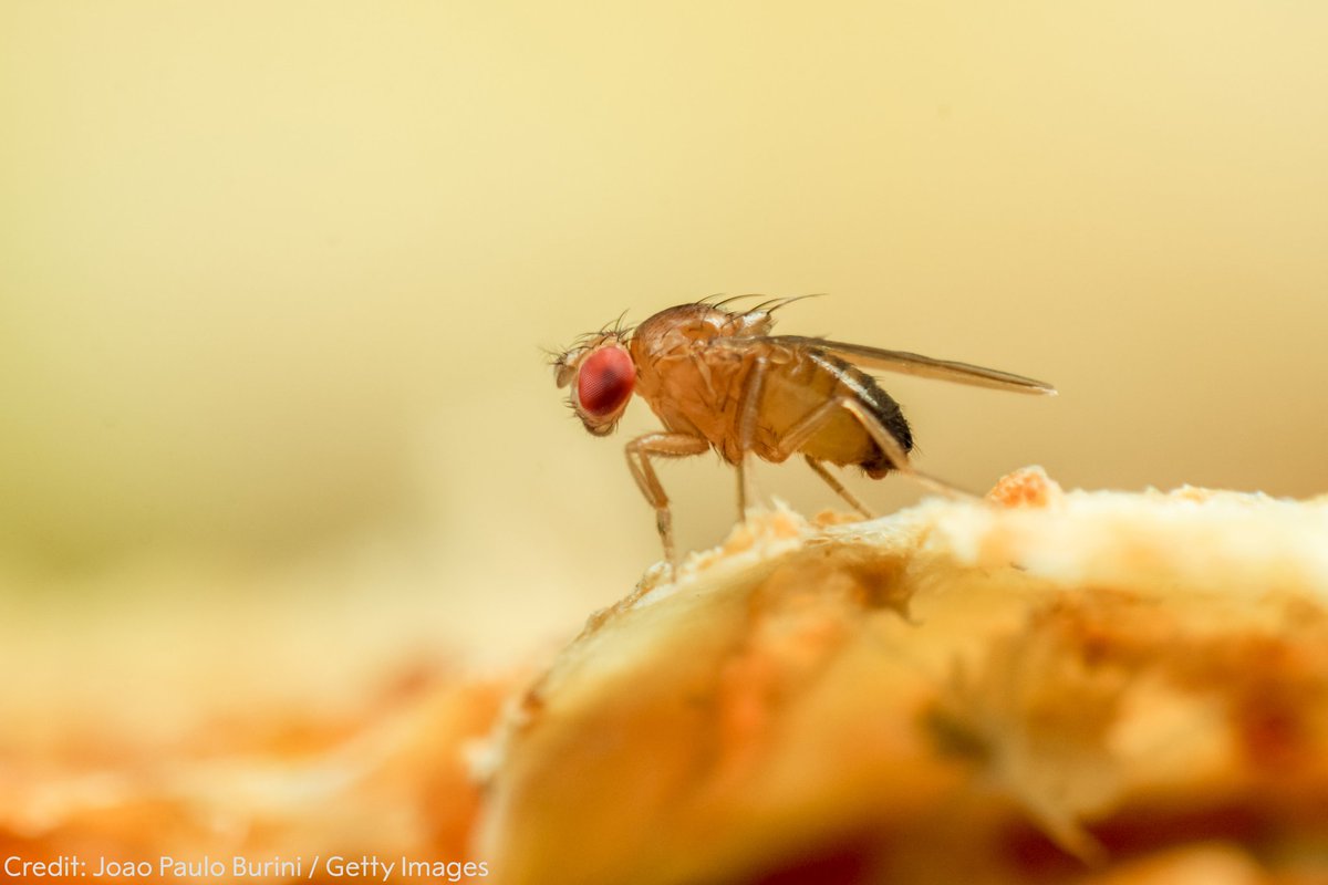 Do you recognise this Drosophila fly from your kitchen? There are over 1,500 species of Drosophila, and one of these is among biomedical science’s most important model organisms. 

Learn more: nobelprize.org/drosophila/