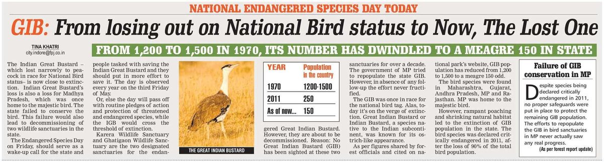 Great Indian Bustard #GIB once stood chance to be #NationalBird… Now, The lost one…
#EndangeredSpeciesDay #endangeredspeciesweek #FridayFinds #SpeciesOnTheMove #SpecialReport #NewsUpdate