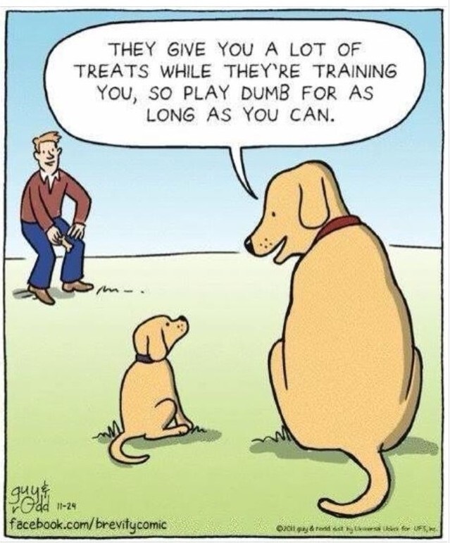LezGraham's tweet photo. Have a fabulous Friday folks... ⁠
⁠
#fridayfun #thepetgundog⁠ #therealpetgundog #thepetgundogclub⁠
#Staywell #takeitsteady https://t.co/15uyL3mnvw https://t.co/v8uK3dNwyS