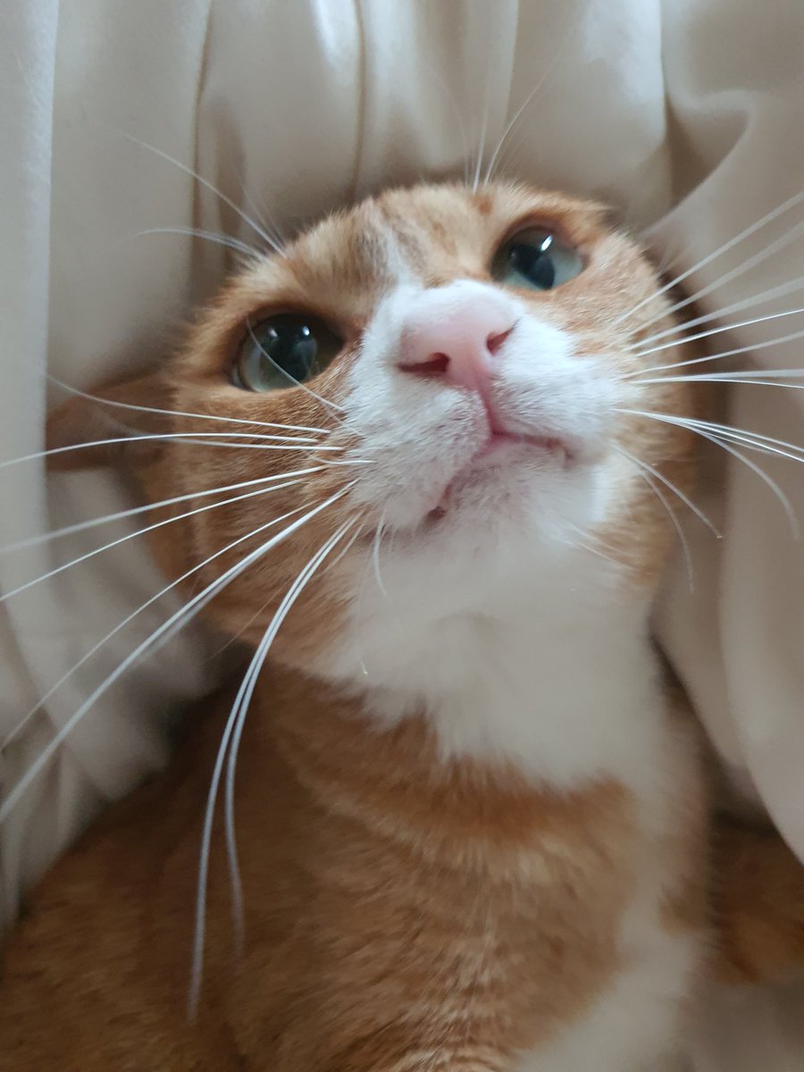 nyangbori's tweet photo. 너무귀여운고양이 https://t.co/zniHD1fBvA