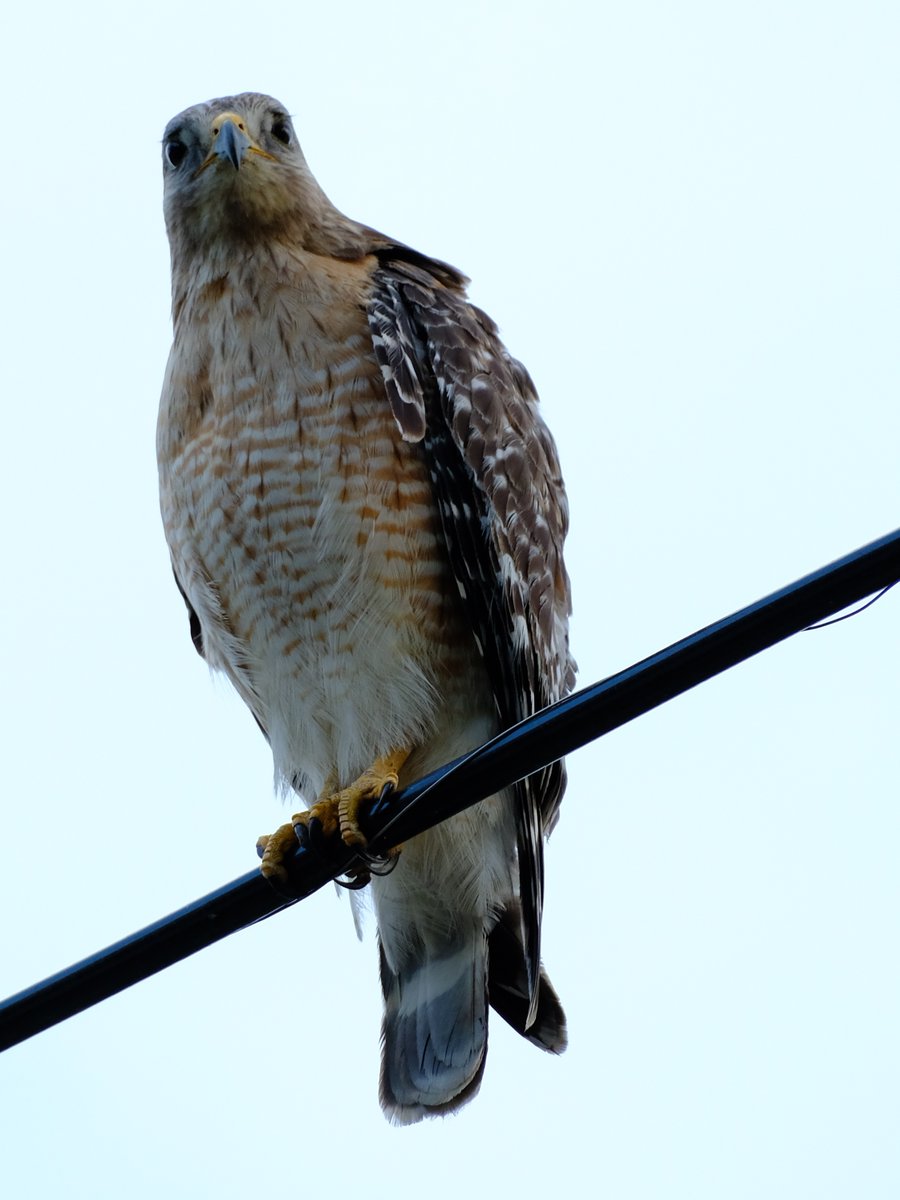 ⌜ƧΣG⌟ tweet media