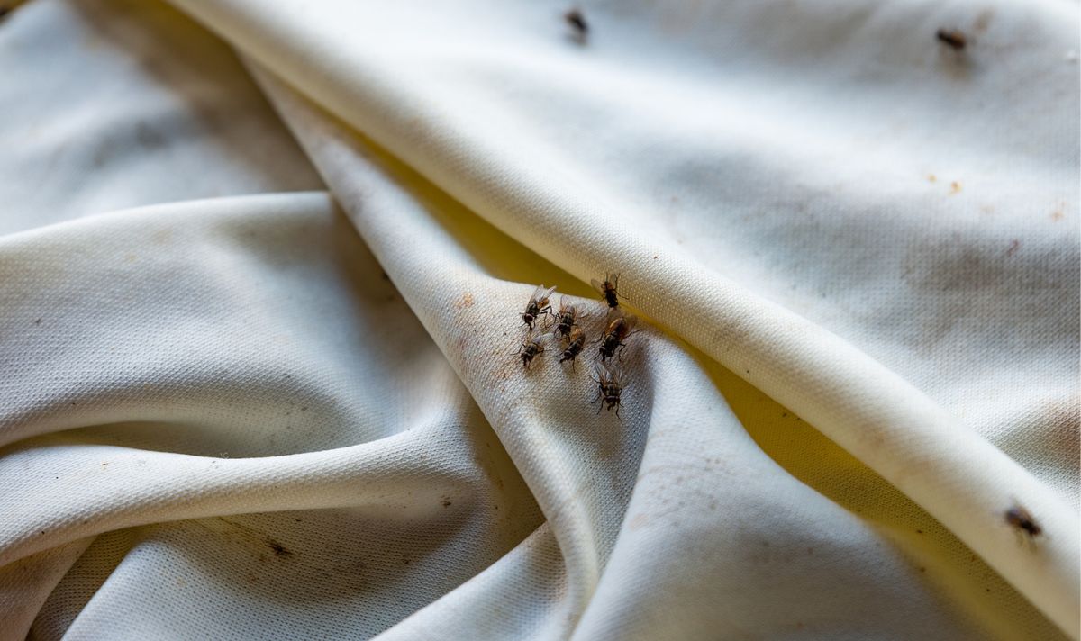 Daily Express on Twitter "Cleaner claims Britons will be ‘amazed’ by