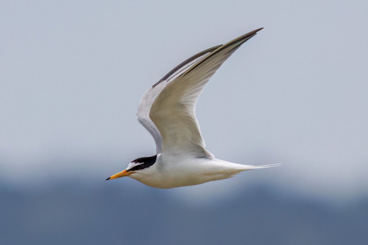 Little Tern #Birds #Lesvos