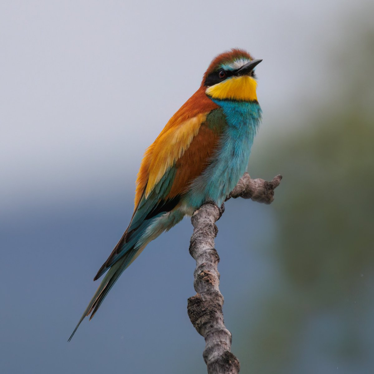 Bee-eater #Birds #Lesvos