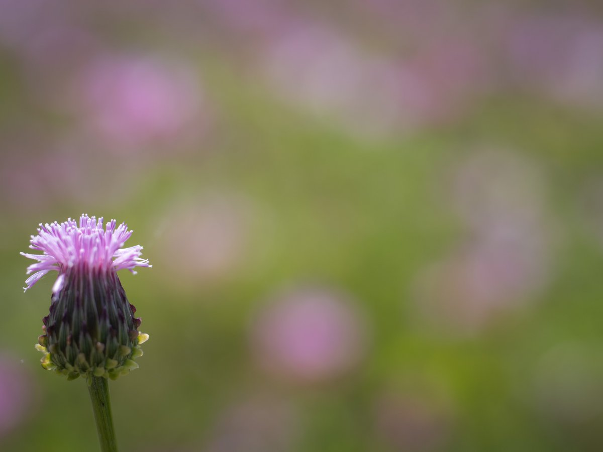 natsunami___'s tweet photo. flower https://t.co/cXQEvYoc3a