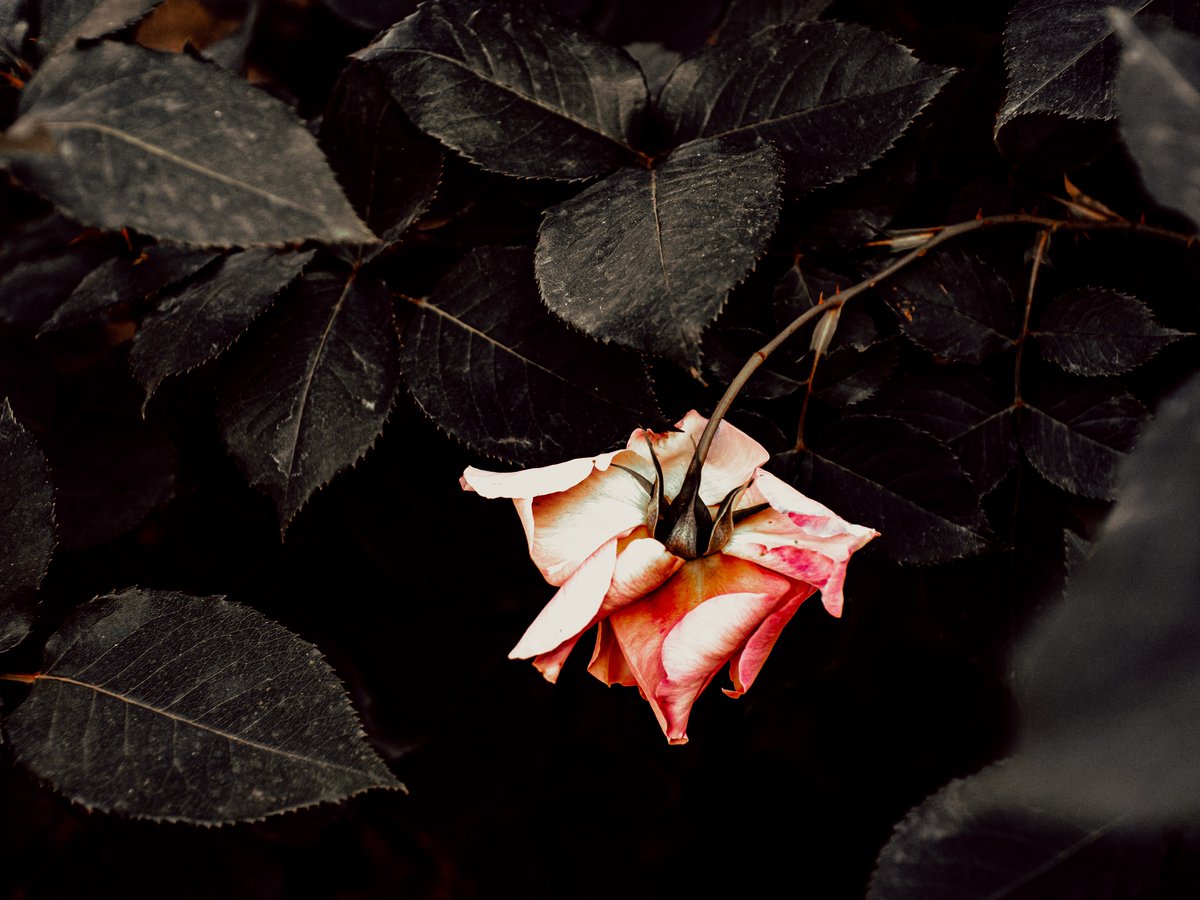 natsunami___'s tweet photo. flower https://t.co/j40HUPJZh1
