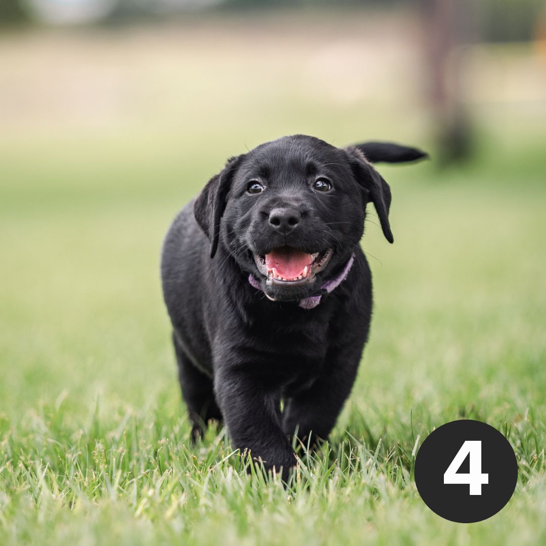 We couldn’t resist sharing these cheeky shots of our pups! Which of these blooper photos represents your mood this week - one, two, three or four? 😝

Image descriptions can be found in the comments. 

#GuideDogsAustralia #Labradors #LabradorsOfIG #Puppy #Mood