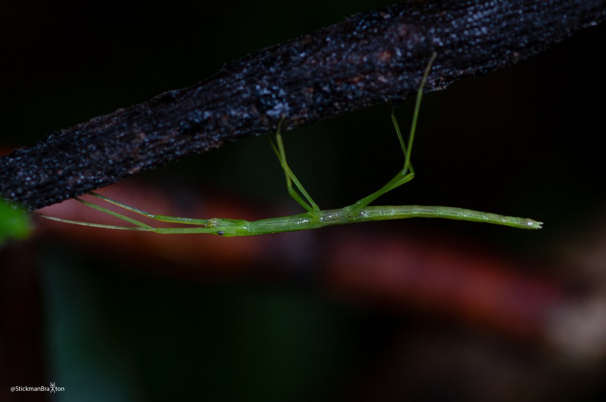 I love how you can see all the trachea inside the stick insect. For those who don’t know, the trachea are all the white lines you can see just under the exoskeleton. These trachea carry oxygen through an insects body, they do not have blood vessels to do this as in humans #Nature