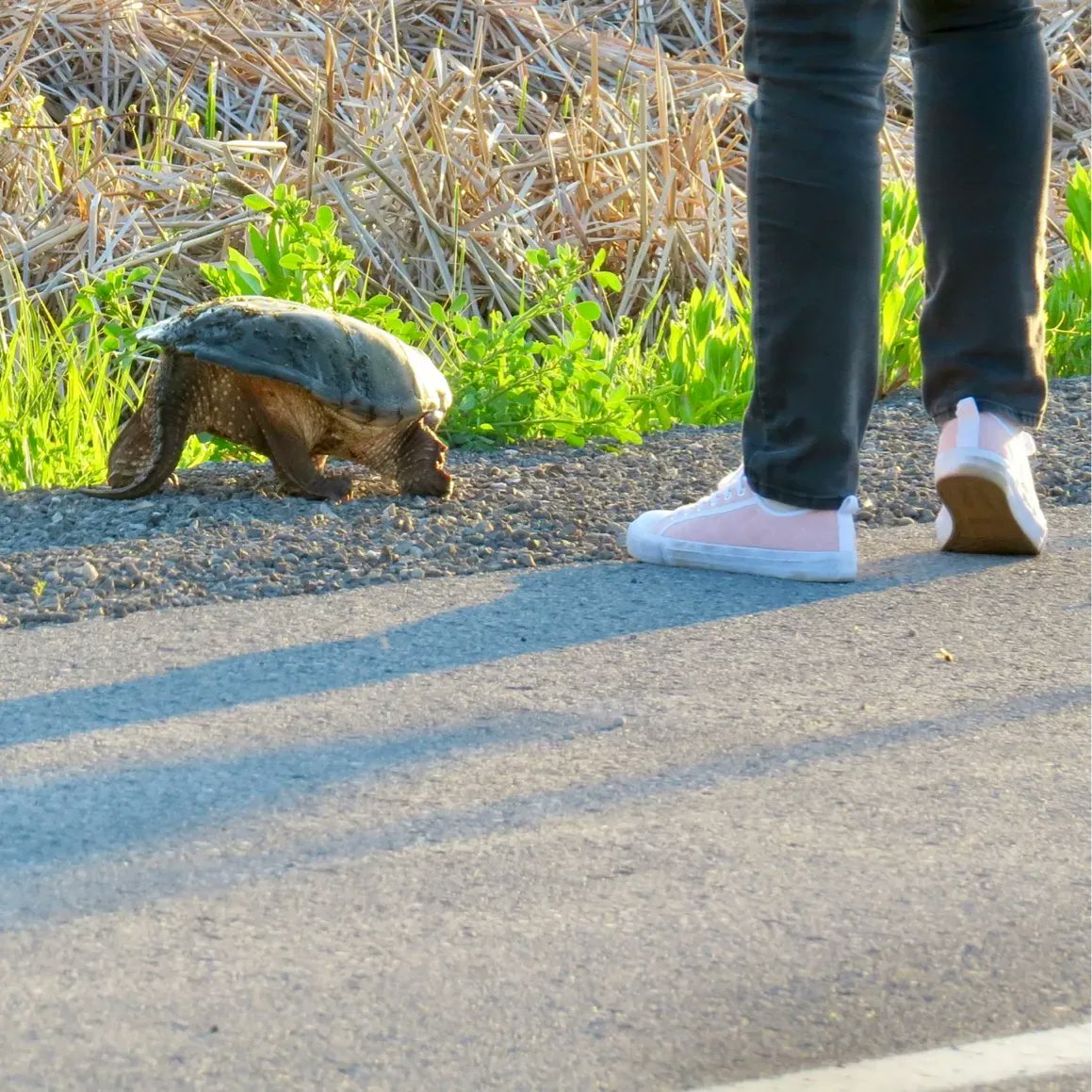 HappyPlaceGang's tweet photo. PREHISTORIC ENCOUNTER - Ok so maybe not a dinosaur but this Snapping Turtle certainly was a big freshwater monster. A car flashed their lights so Mom slowed way down. This giant was on the road crossing at her unhurried pace. Mom helped her to cross. #reptile #snapintoaction
-BDG https://t.co/N4befQ50D4
