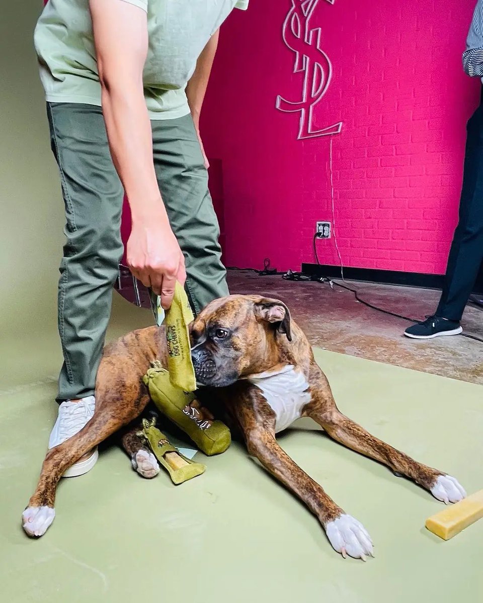 terridosborne's tweet image. Leopold’s first photoshoot thanks to #Yak9DogChews 😬😬😬 He was a star 🤩! Treats well earned! And shoutout to Wetnose Lodge &amp;amp; Spa, best trainers in HTX! #ProperPup