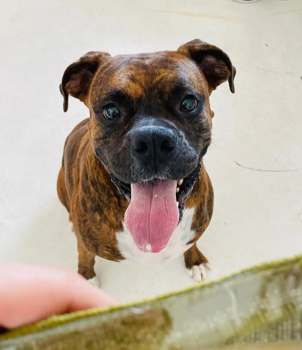 terridosborne's tweet image. Leopold’s first photoshoot thanks to #Yak9DogChews 😬😬😬 He was a star 🤩! Treats well earned! And shoutout to Wetnose Lodge &amp;amp; Spa, best trainers in HTX! #ProperPup