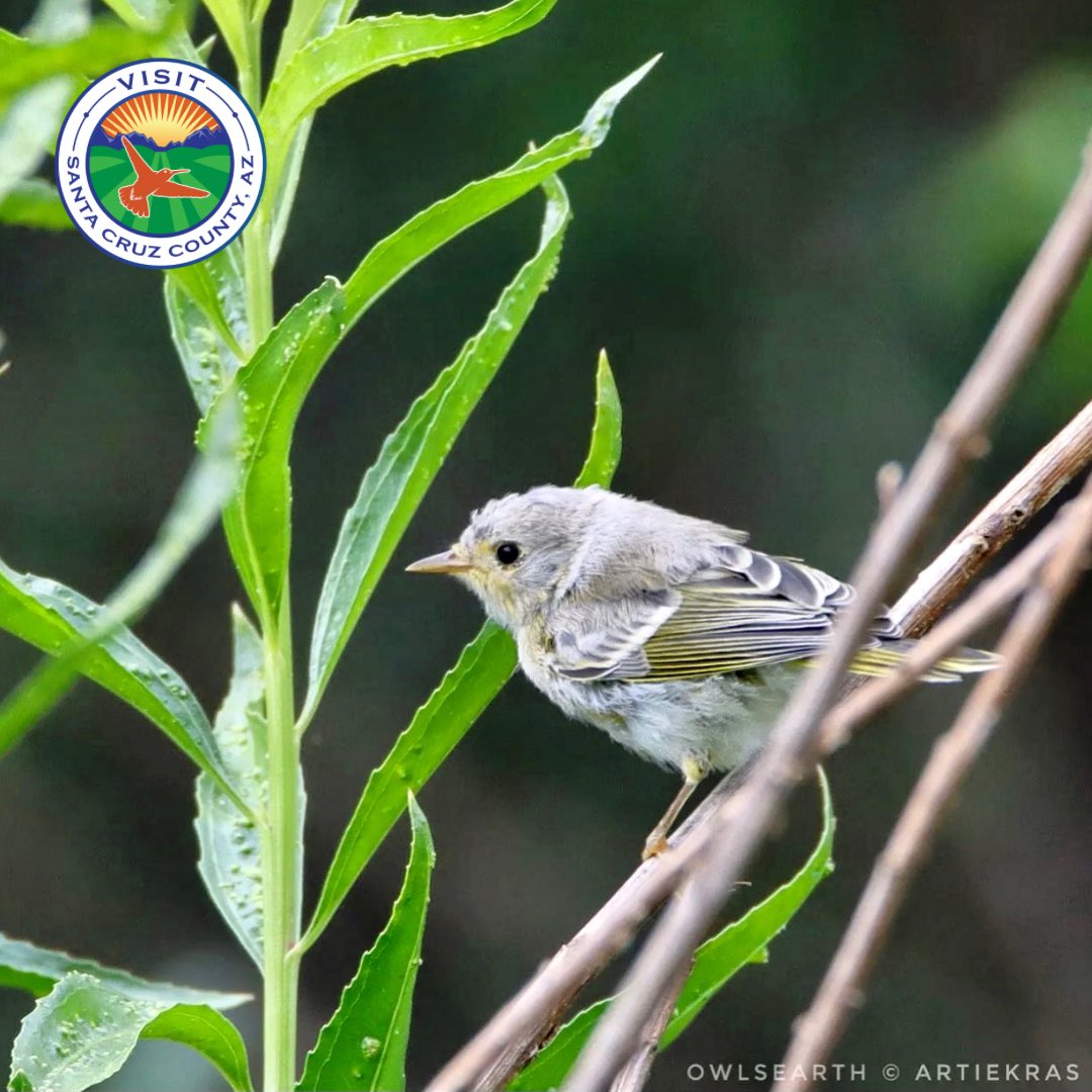 visitnogalesaz's tweet image. Nothing beats the tranquility of bird watching in #SouthernArizona. 🐦🌳 Find peaceful views and discover new species of birds at picturesque sites at Patagonia Lake State Park. 

#EscapeToSantaCruzCounty #GetOutsideAZ #HikeArizona #BirdWatchingTravel #BirdWatching