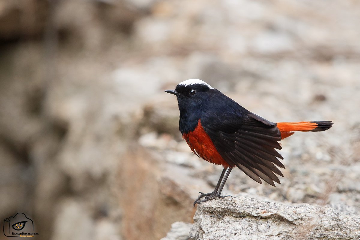 rdrakesh's tweet photo. #WhiteCappedRedstart quite common around water bodies, mostly in temperate forests from Afghanistan to Vietnam
#IndiAves #BirdsSeenIn2023 #canonphotography #natgeoindia #BBCWildlifePOTD #birds #TwitterNatureCommunity #birdwatching #birdphotography #BirdsOfTwitter @ParveenKaswan https://t.co/ueQwZ9fico
