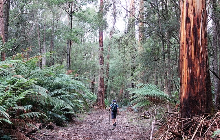 Calling all adventure seekers! Experience the breathtaking beauty of the Great Ocean Walk with Walk 91. Explore coastal trails, immerse yourself in nature and create memories that will last a lifetime. Join us for an unforgettable journey! #GreatOceanWalk #Walk91 #AdventureAwaits