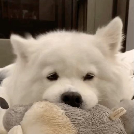 到底是谁要求兽医学Python的？！