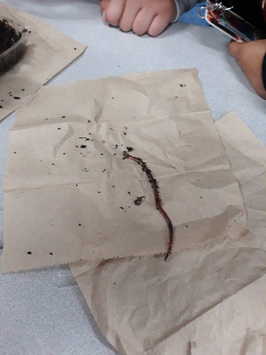 MrsCruzWilliam1's tweet photo. Last time checking on our decomposers...then dropped them to have a better life at @CFISDHolmsley recess field. @joanne_gillock So much fun all year keeping with our "babies" growth.@CFISDScience https://t.co/WnMjIKcalZ