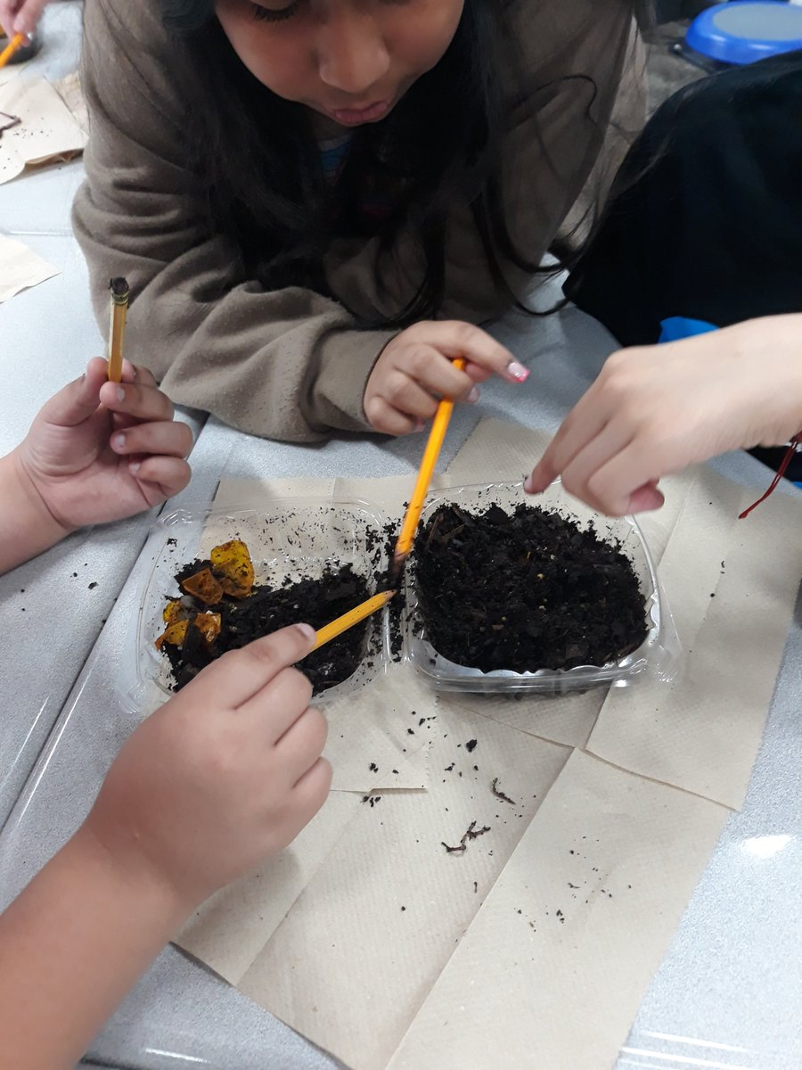 MrsCruzWilliam1's tweet photo. Last time checking on our decomposers...then dropped them to have a better life at @CFISDHolmsley recess field. @joanne_gillock So much fun all year keeping with our "babies" growth.@CFISDScience https://t.co/WnMjIKcalZ