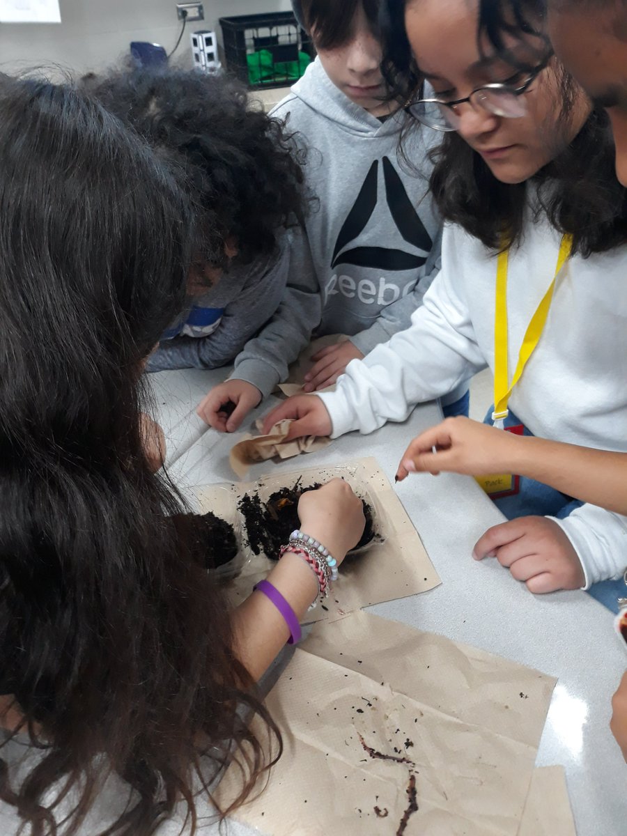 MrsCruzWilliam1's tweet photo. Last time checking on our decomposers...then dropped them to have a better life at @CFISDHolmsley recess field. @joanne_gillock So much fun all year keeping with our "babies" growth.@CFISDScience https://t.co/WnMjIKcalZ
