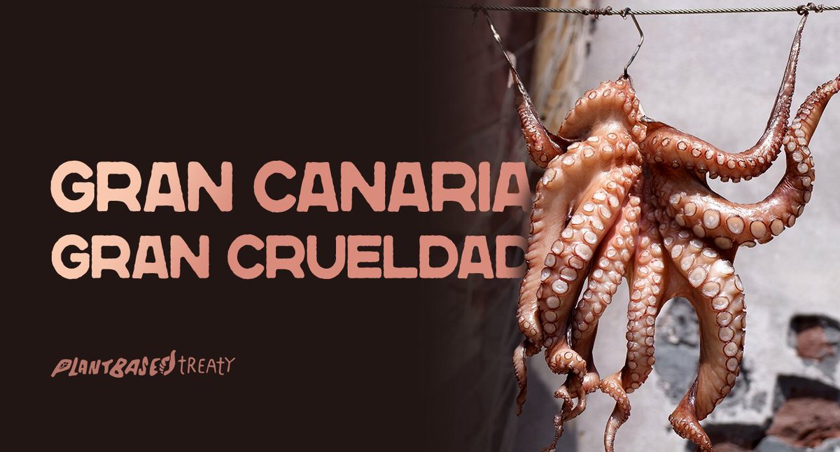 laanimalsave's tweet photo. The planned slaughter method is to immerse the octopuses in freezing -3°C (26.6°F) water: an ice slurry designed to kill slowly. This method of killing results in a slow, stressful death. @RiTurEs Stop this cruelty!

Sign the petition: https://t.co/fwGbtSrcCB
#StopOctopusFarm https://t.co/oSfNzalln8