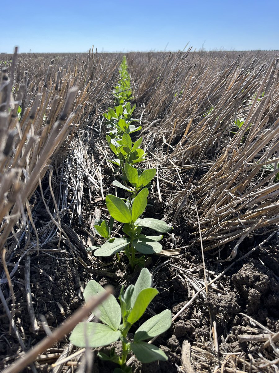 Fababeans sown 7 inches down at Spring Plains  near Wee Waa are  up and away 3.5 weeks later with no help from the sky’s above 🌱#crop2023 #notill #fababeans